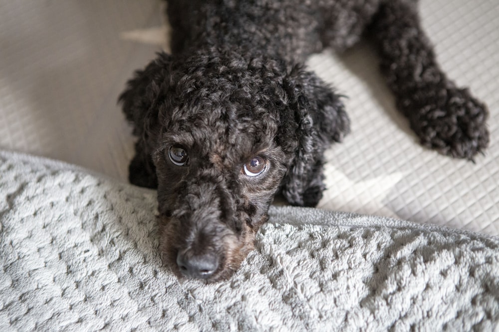black poodle puppy on white and gray textile