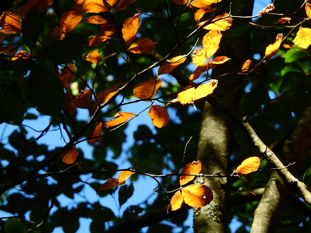 brown and green leaves during daytime