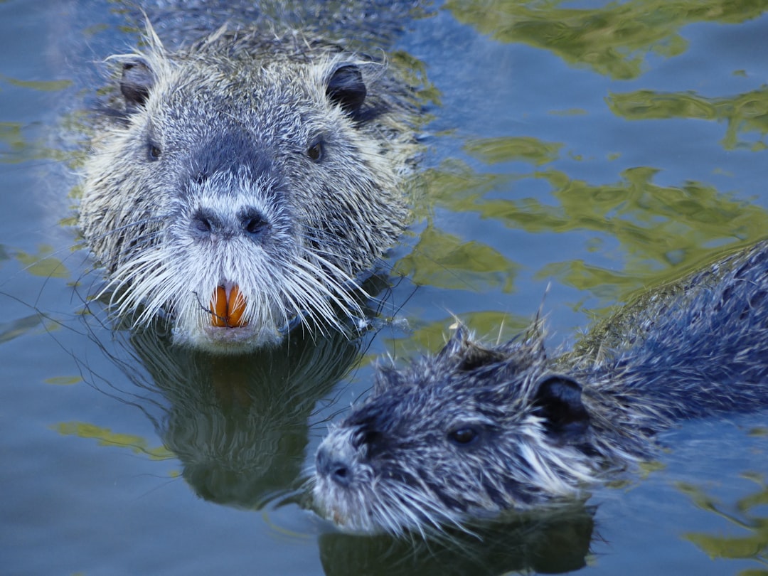 beavers!