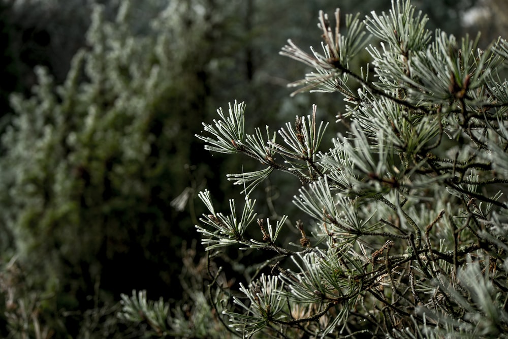 a close up of a pine tree with lots of needles