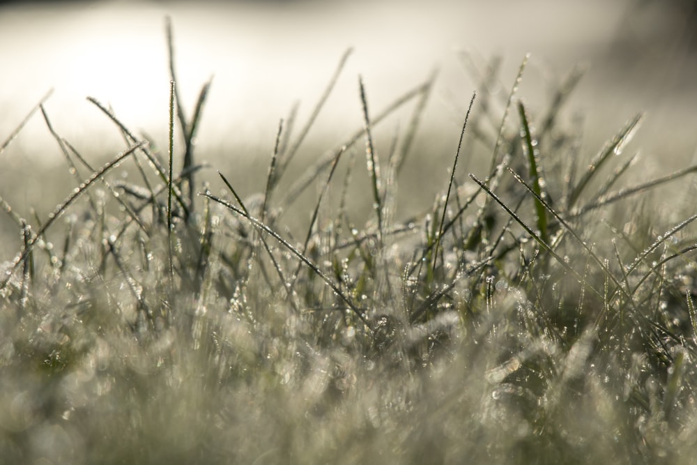 green grass field during daytime