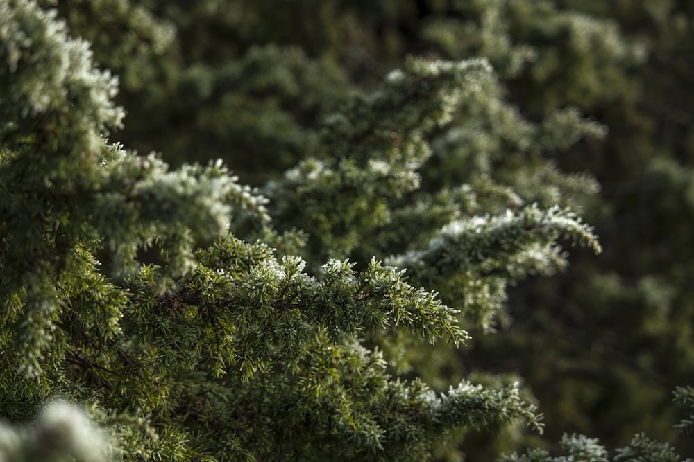 green pine tree in close up photography