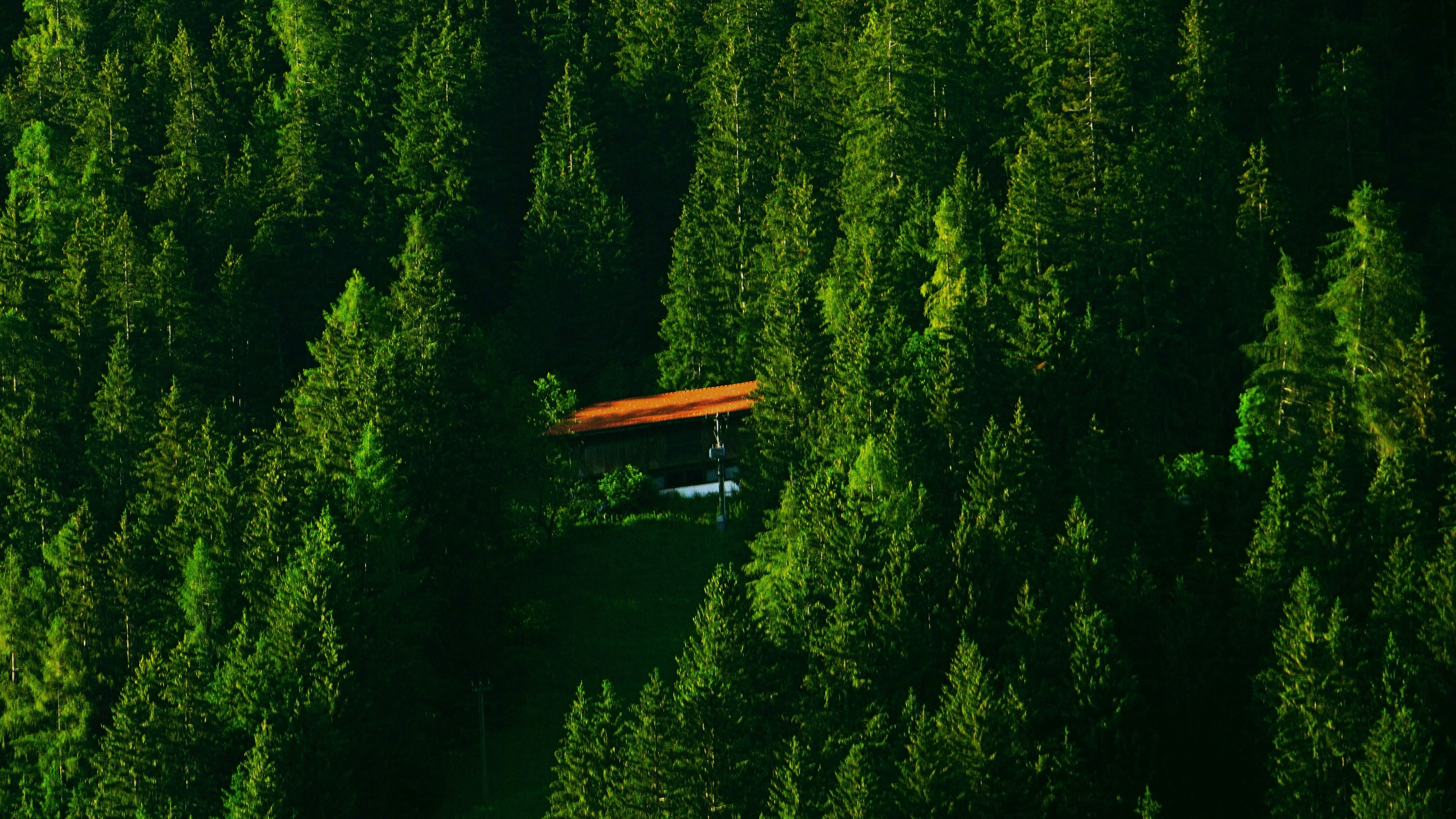 green trees and brown wooden bench