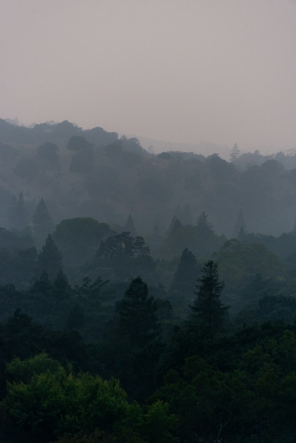 green trees on foggy weather