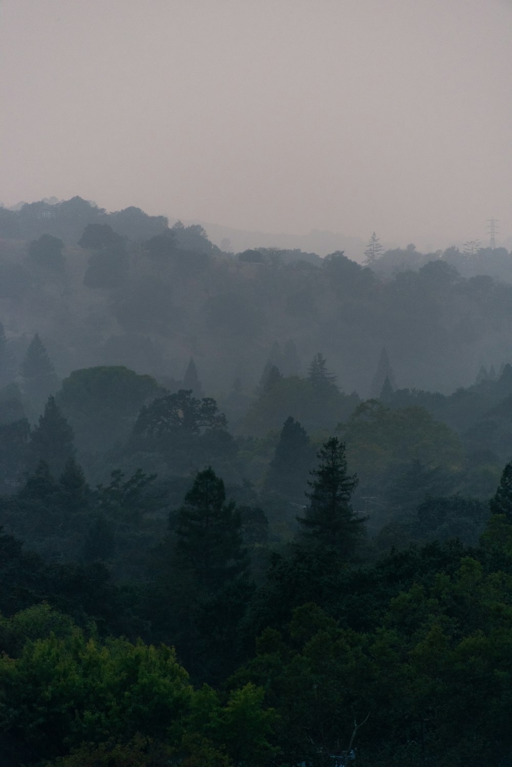 green trees under white sky during daytime