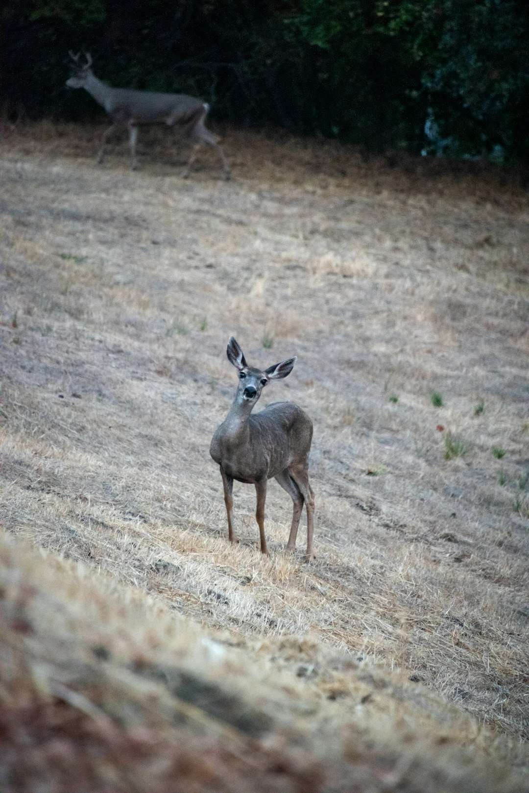 brown deer on brown field during daytime