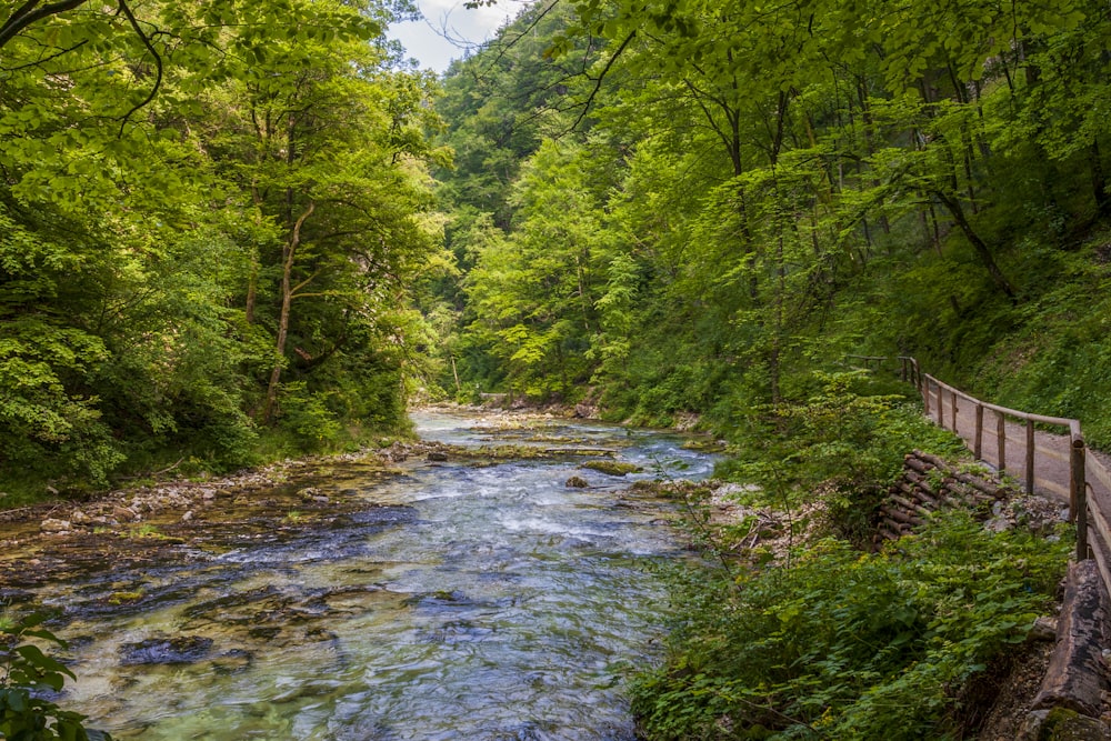 river between green trees under blue sky during daytime