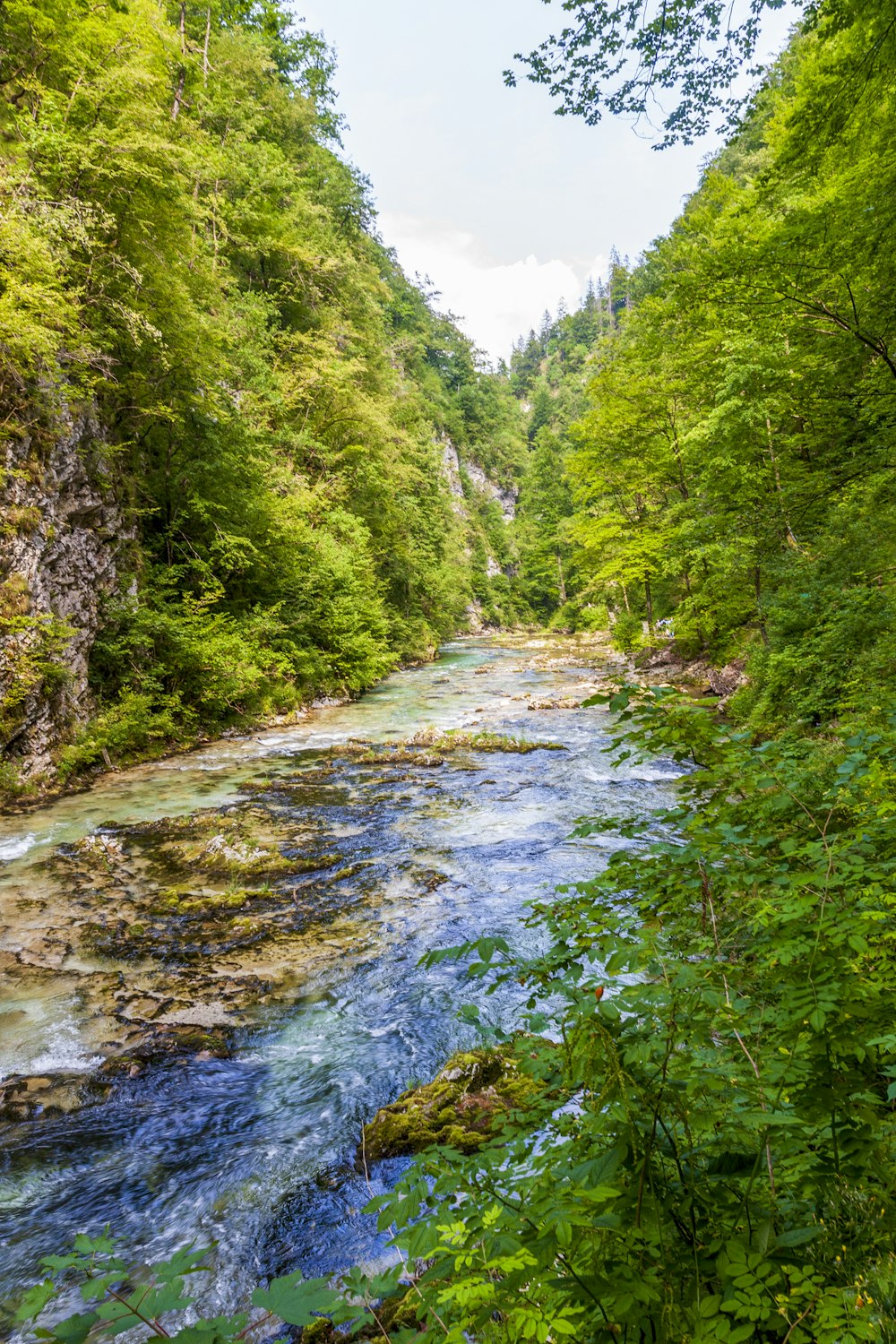 fiume tra alberi verdi durante il giorno