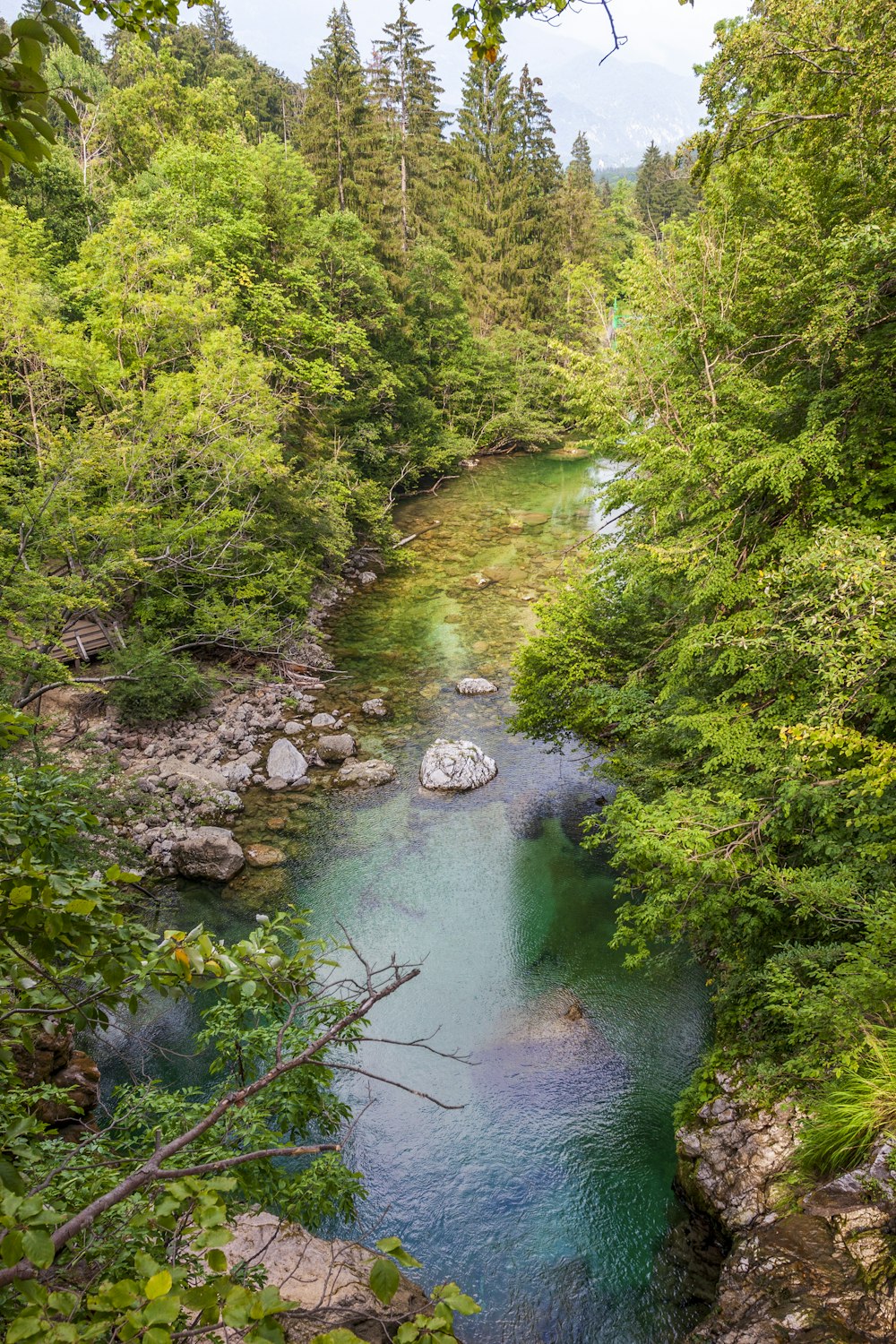 river in the middle of green trees