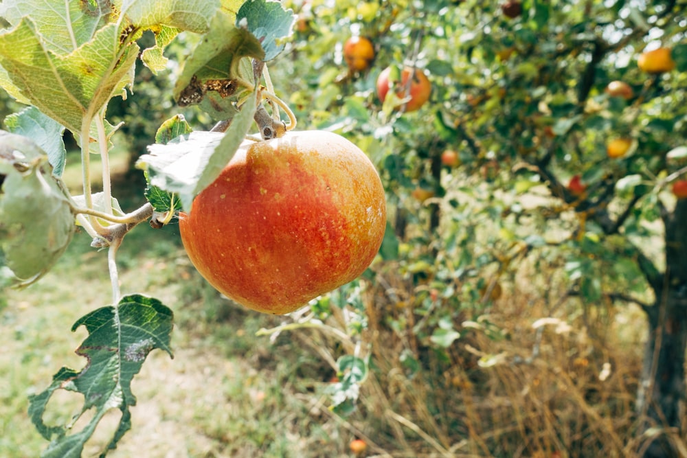 red apple fruit on tree