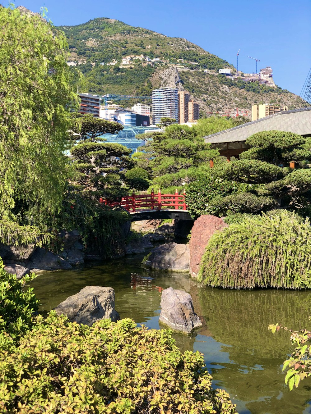 green trees near river during daytime