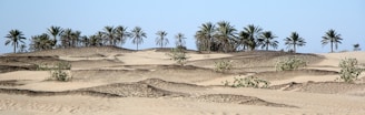 A desert landscape with dunes and an oasis.
