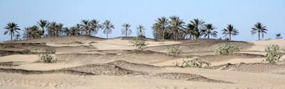 A desert landscape with dunes and an oasis.