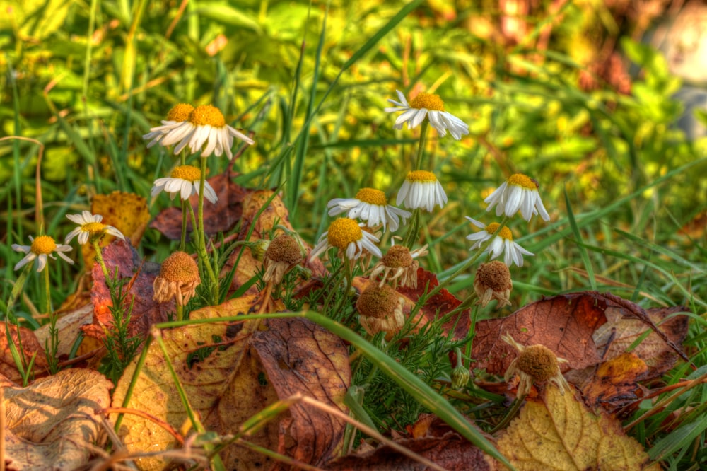 white and yellow flowers in bloom during daytime