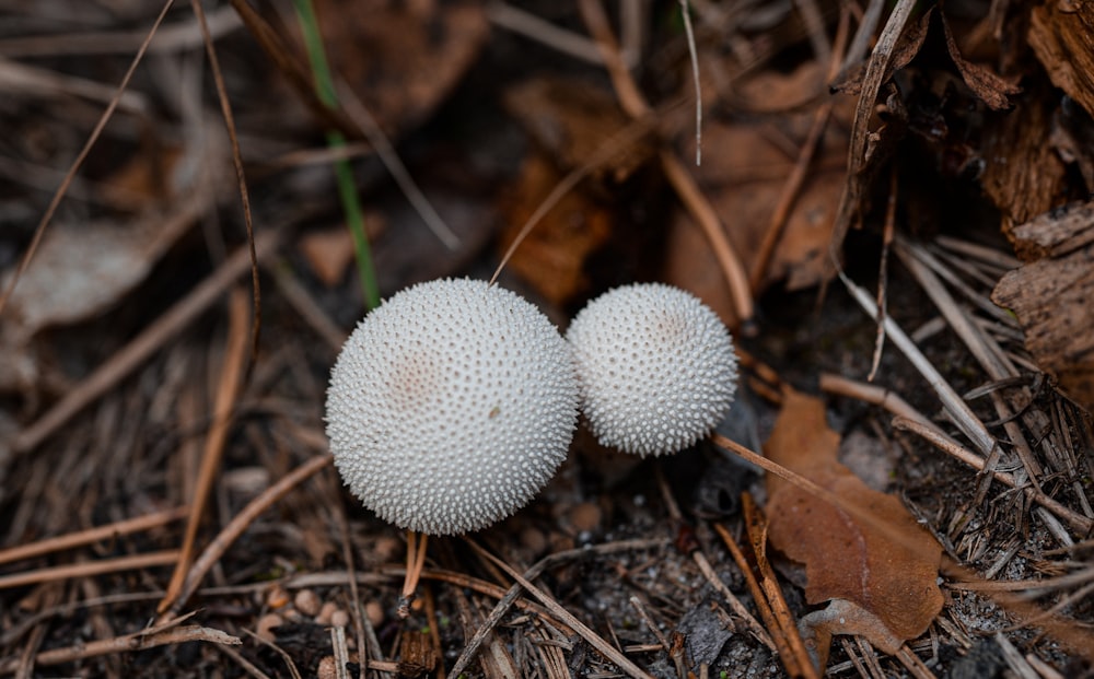 white round flower on brown dried leaves