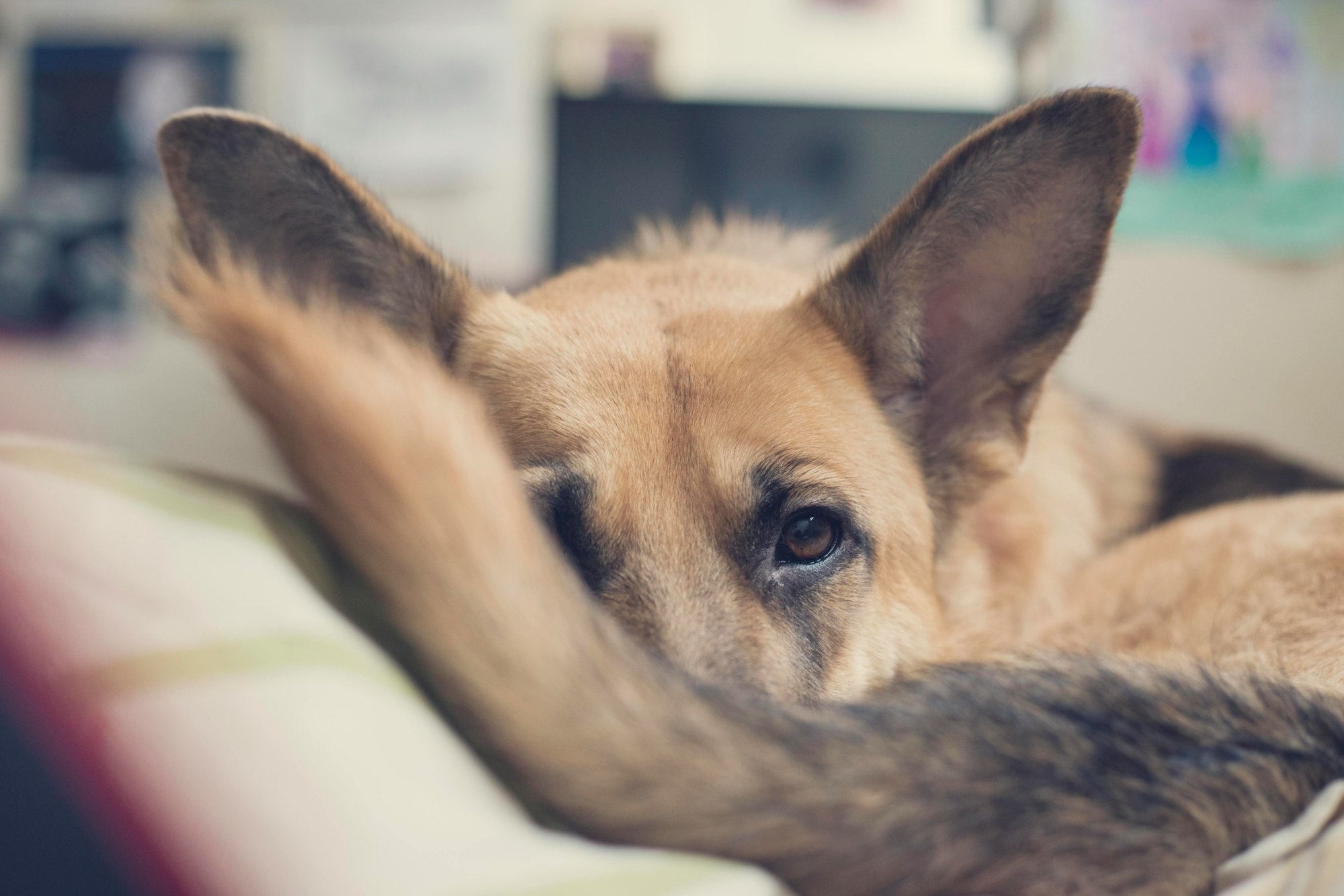 German Shepherd hiding behind her tail