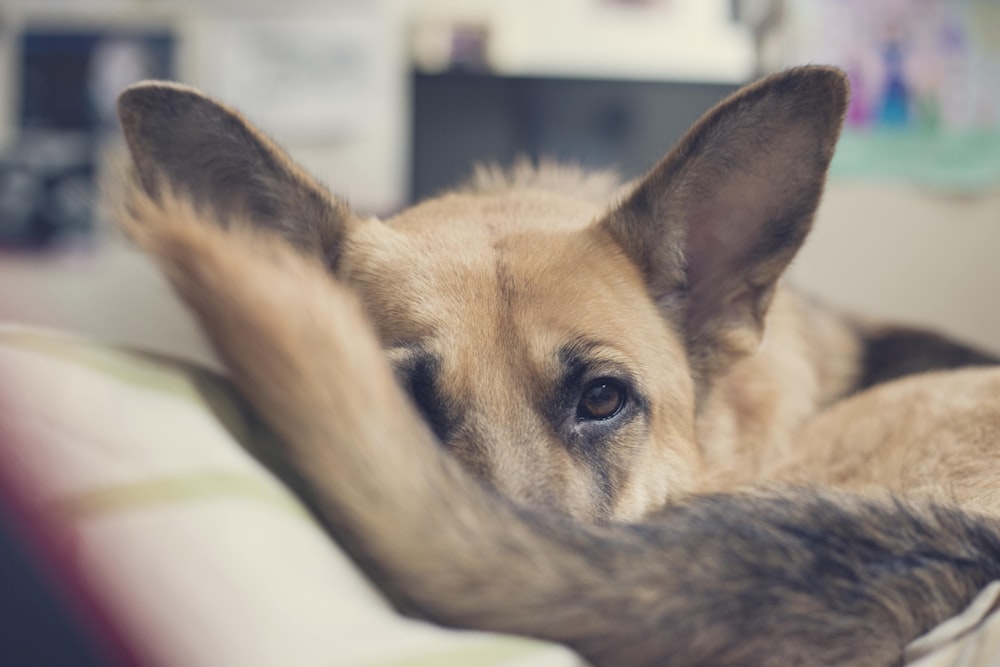 brown and black german shepherd