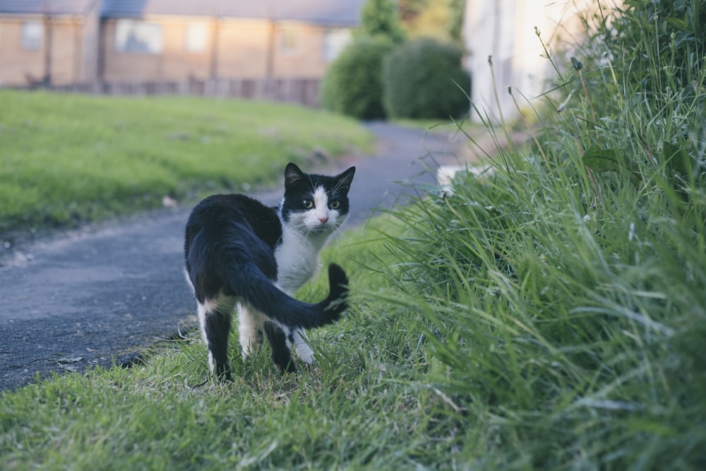 tuxedo cat on green grass field during daytime