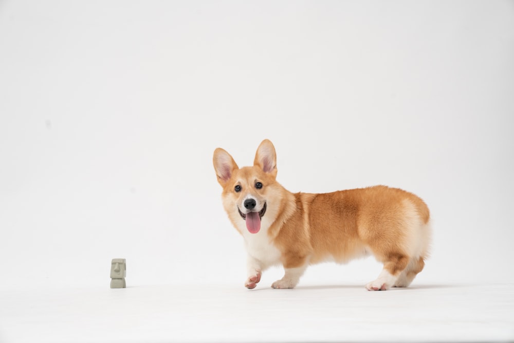 茶色と白のコーギーの子犬