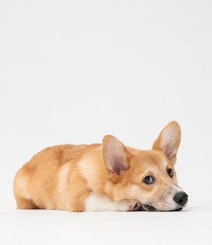 brown and white short coated dog lying on white surface