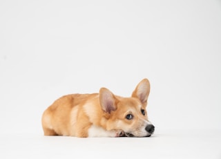 brown and white short coated dog lying on white surface