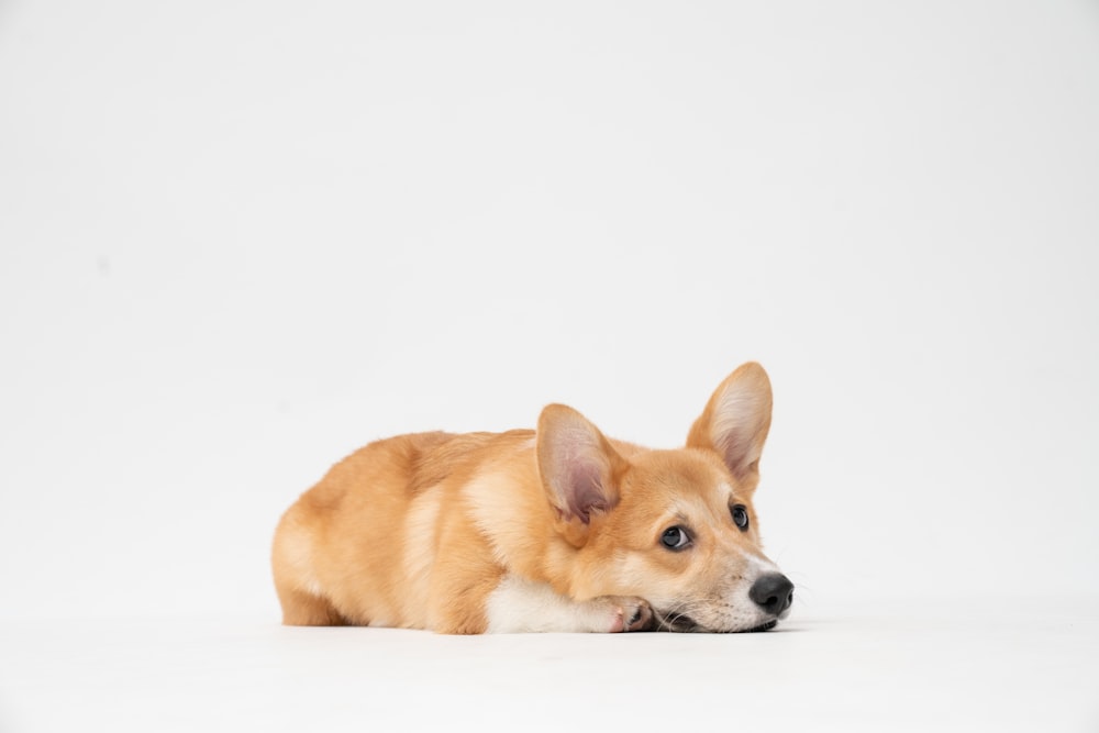 흰색 표면에 누워있는 갈색과 흰색 짧은 코팅 개