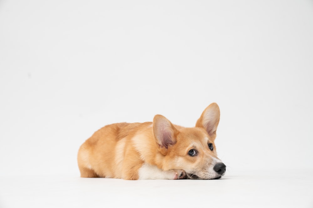 brown and white short coated dog lying on white surface