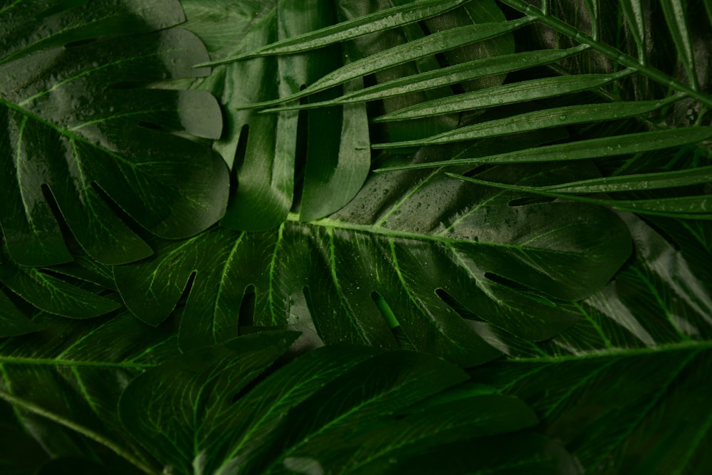 green leaves in close up photography