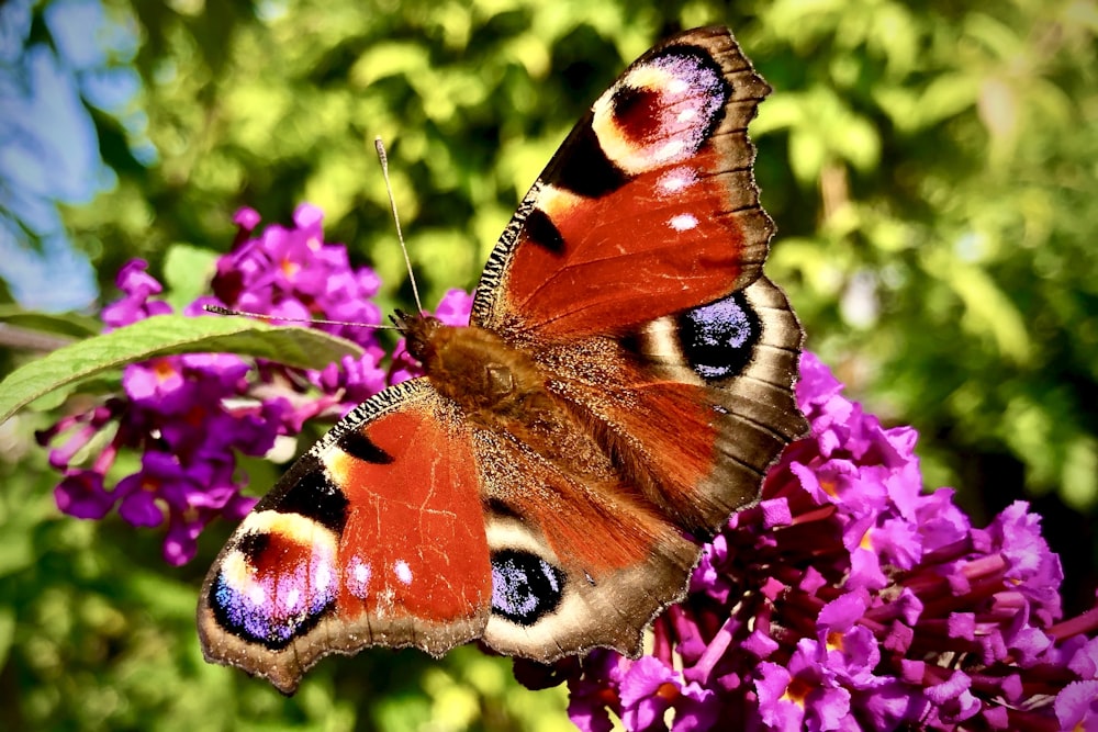 farfalla pavone appollaiata su fiore viola in fotografia ravvicinata durante il giorno