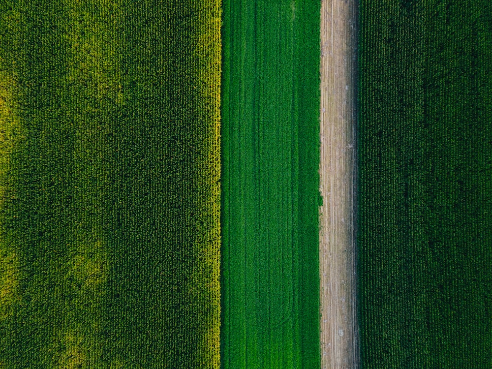 campo di erba verde durante il giorno