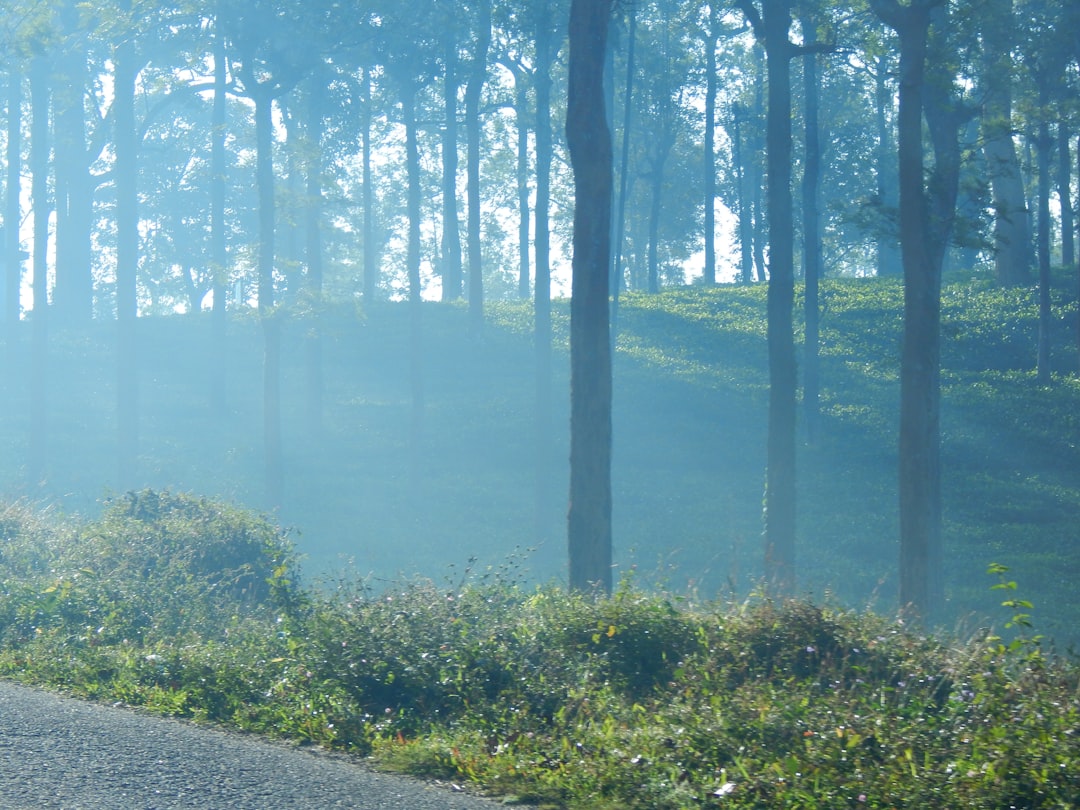 Forest photo spot Bandipur Tamil Nadu