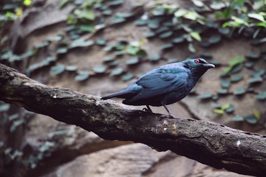 black bird on brown tree branch during daytime in Beauval France