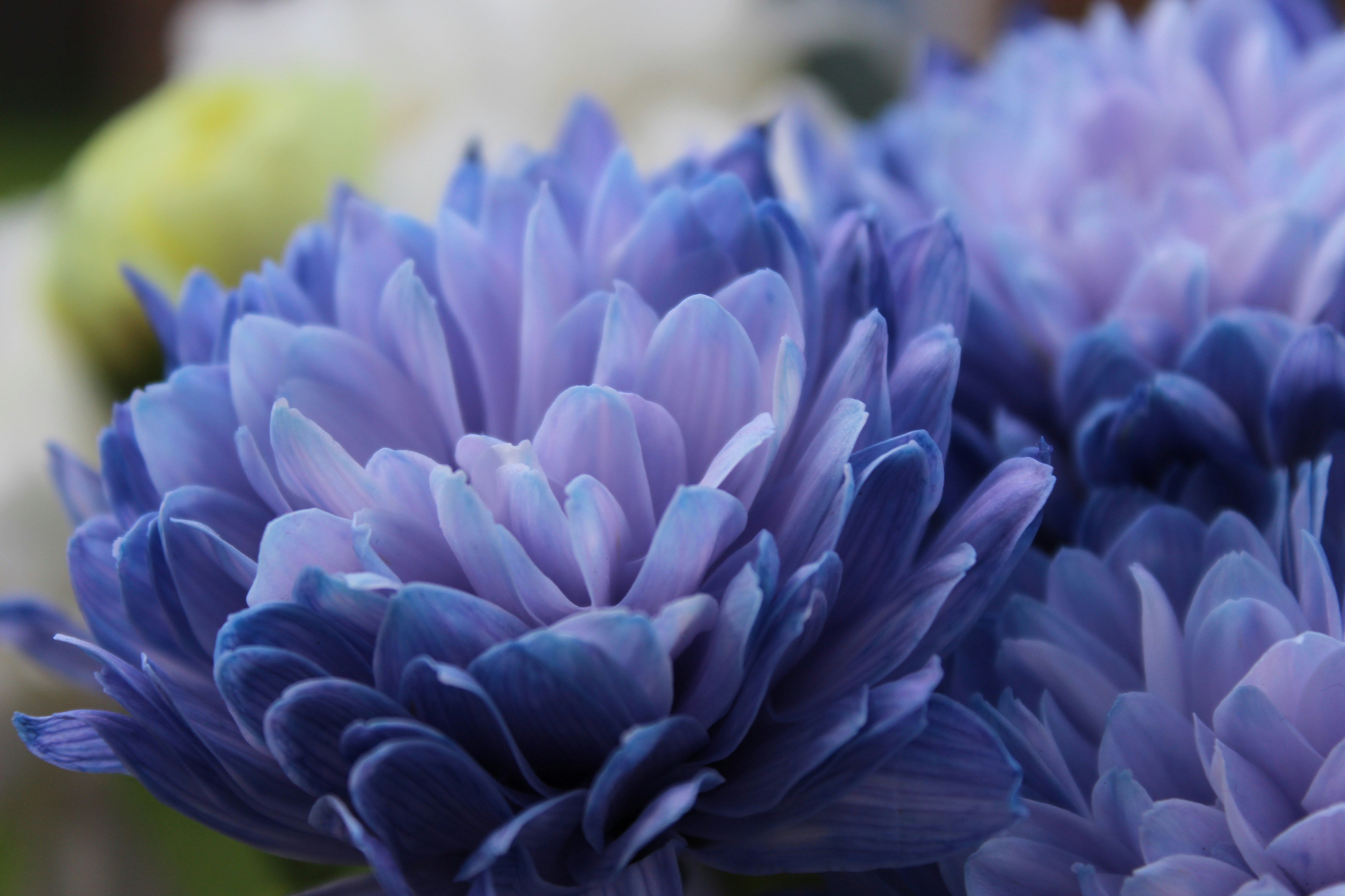 This is a close up images of a blue flower with some of the same flowers blurred in the background. The petals have purple accents as they get closer to the middle.  