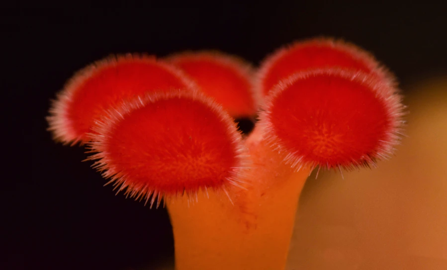 A close-up photo of a vibrant mushroom with rich textures and deep colors.