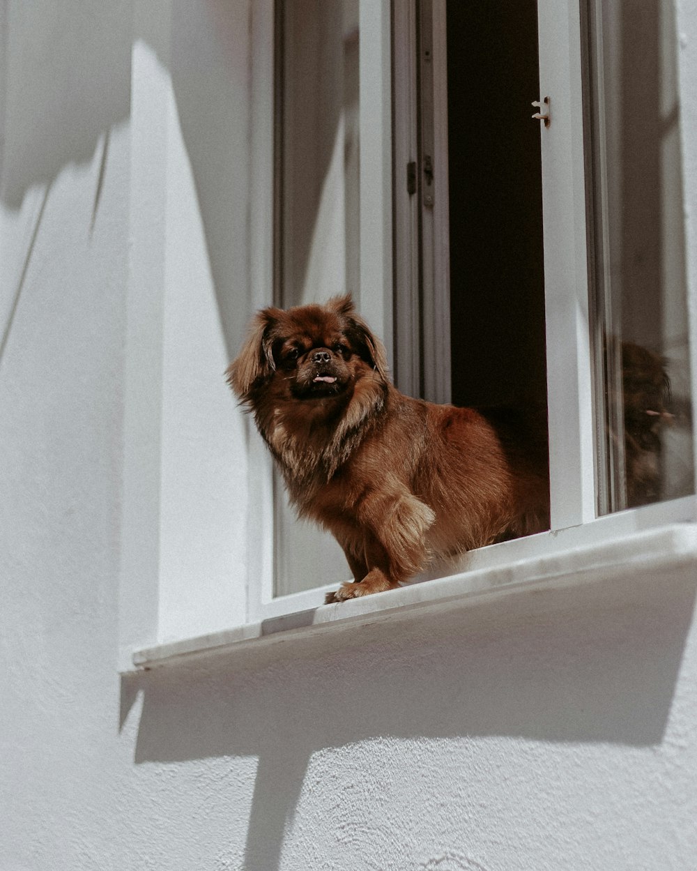 brown pomeranian on window during daytime