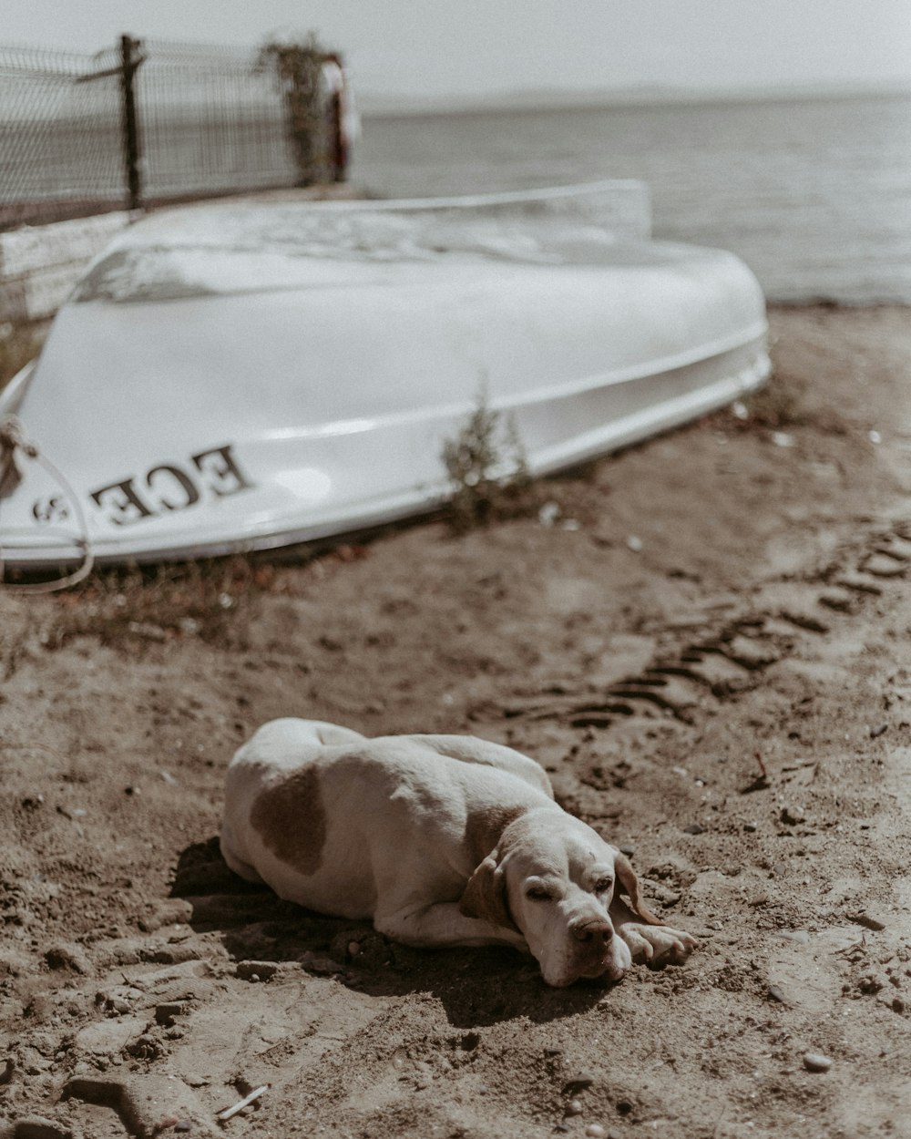 white and brown short coated dog lying on white and brown textile