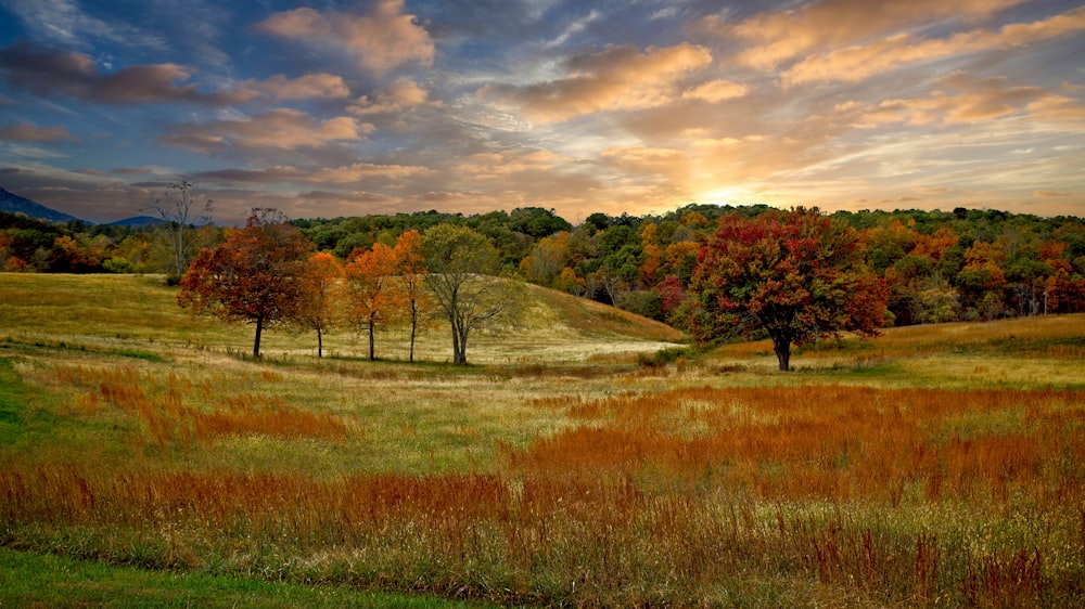 green grass field near trees under cloudy sky during daytime