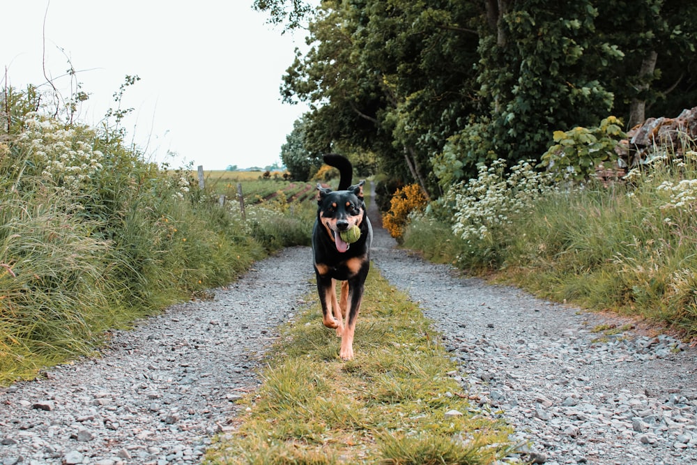 black and tan short coat medium sized dog walking on dirt road during daytime