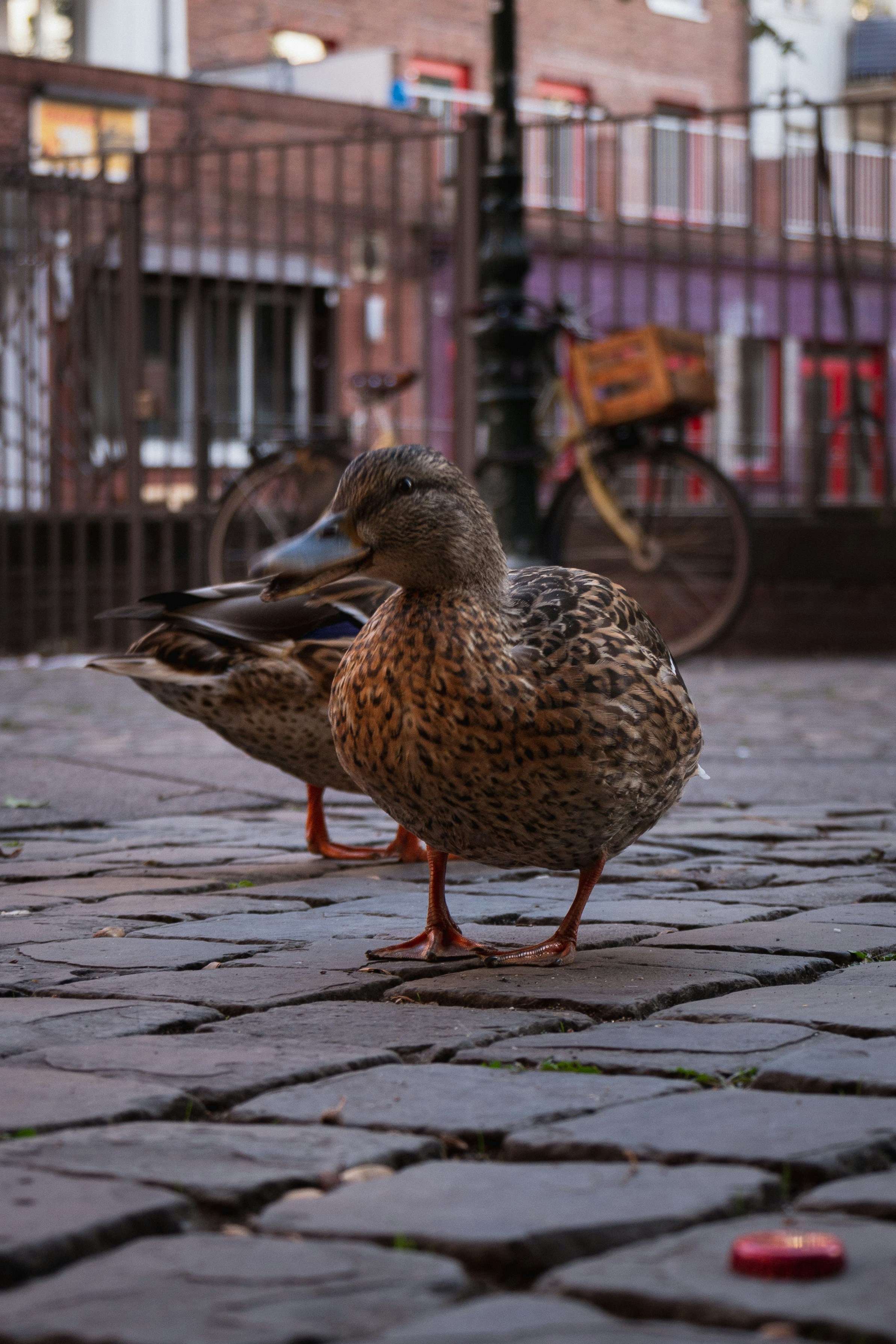 brown duck on brown wooden dock during daytime