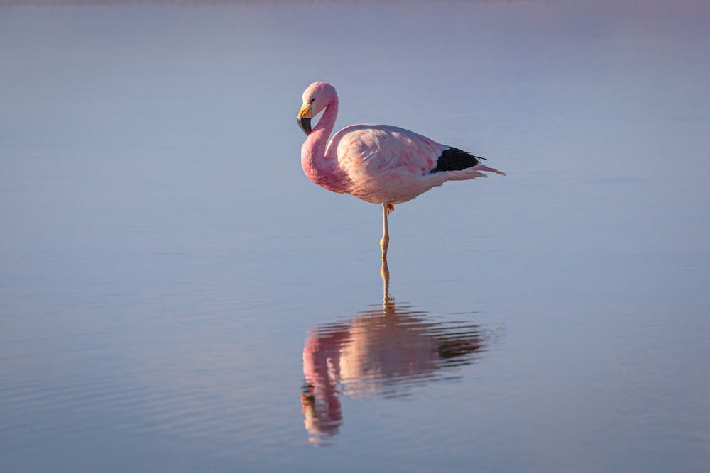 Flamenco rosa en el agua durante el día