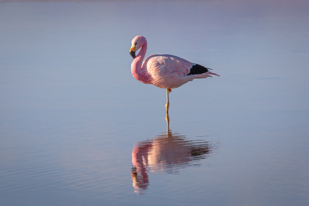  pink flamingo on water during daytime flamingo
