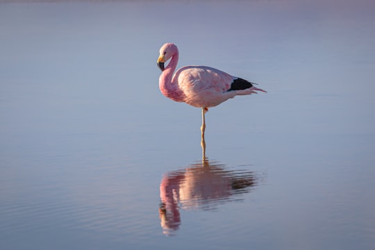 pink flamingo on water during daytime in Salar de Atacama Chile