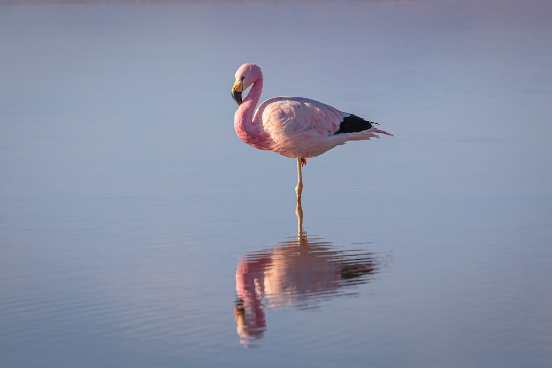 travelers stories about Wildlife in Salar de Atacama, Chile