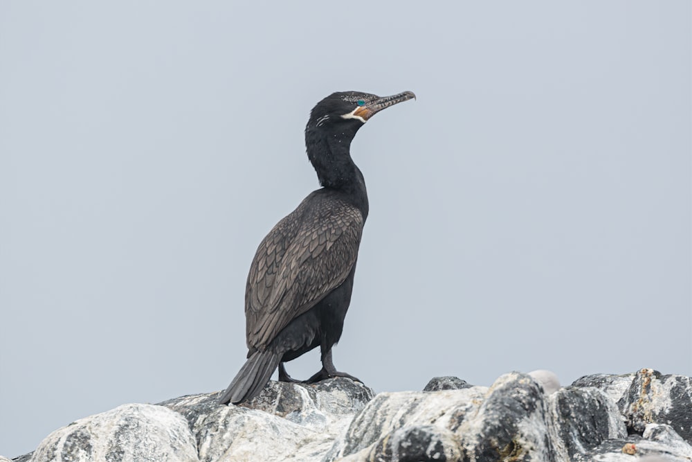 black and brown bird on white rock