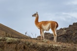 brown deer on brown grass field under white sky during daytime