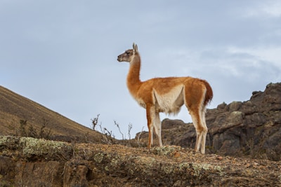 brown deer on brown grass field under white sky during daytime