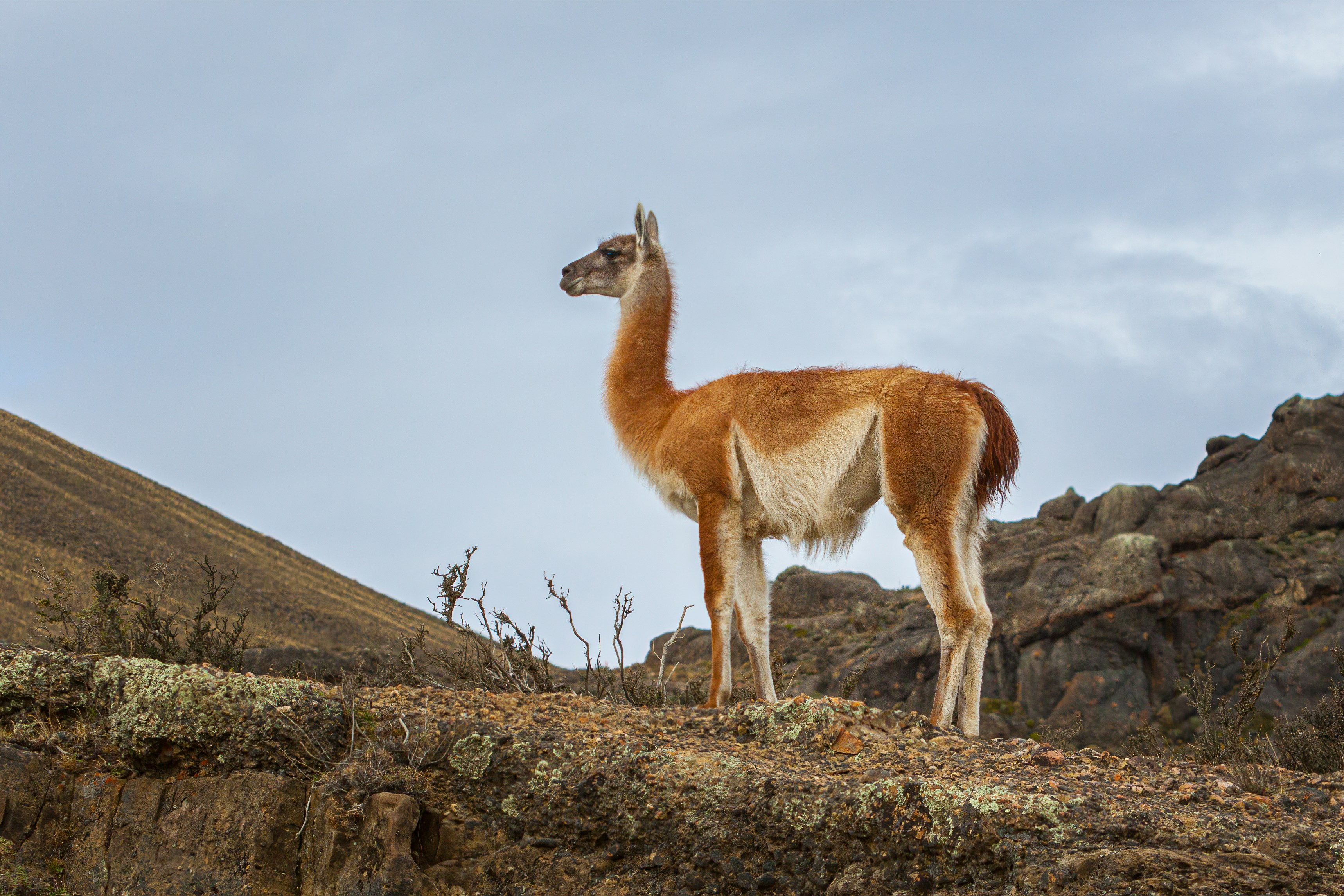 Guanaco standing on a hill against overcast sky