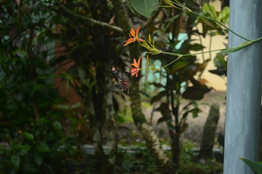 yellow and black butterfly on green leaf during daytime in Niranam India