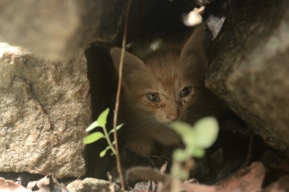 brown kitten on brown rock