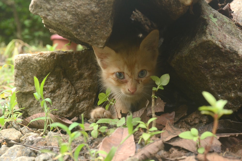 orange tabby kitten on brown tree trunk